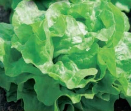 Regina Di Maggio Organic Lettuce Seeds