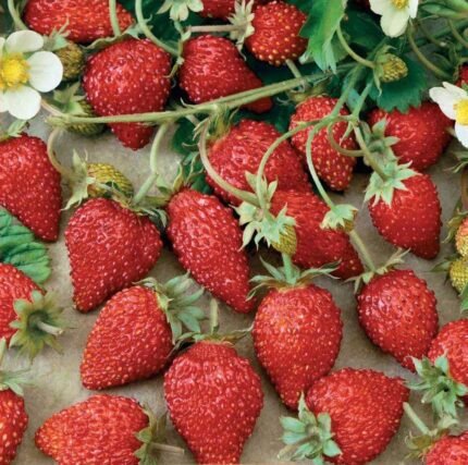 Regina Strawberry Seeds