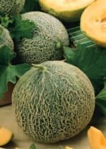 Retato Degli Ortonali Organic Melon Seeds