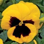 Rhinegold Pansies Seeds