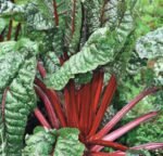 Rhubarb Chard Swiss Chard Seeds
