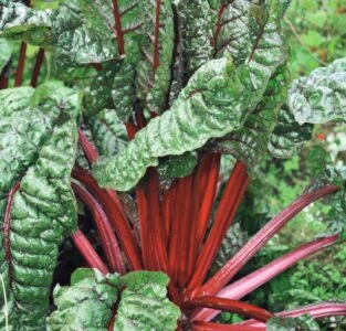 Rhubarb Chard Swiss Chard Seeds