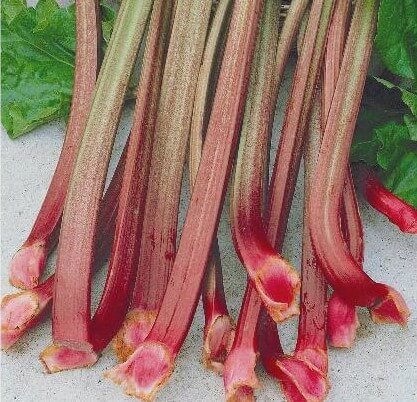 Rhubarb Seeds
