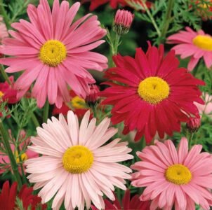 Robinson's Giant Tanacetums Seeds