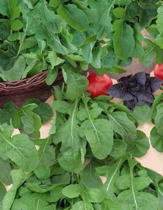 Rocket Salad Seeds
