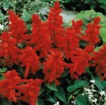 Rocket Scarlet Sage Flower Seeds