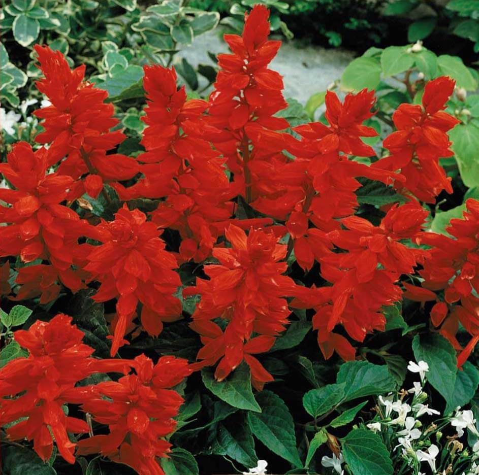 Rocket Scarlet Sage Flower Seeds Rocket Scarlet Sage Flower Seeds