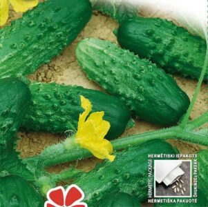 Rodniciok Natur H Gherkin Cucumber Seeds