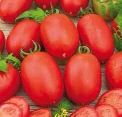 Roma VF Tomato Seeds