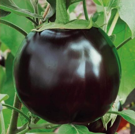 Ronde De Valence Aubergine Seeds