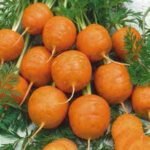 Rondo Carrot Seeds