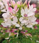 Rose Queen Cleome Seeds