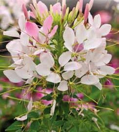 Rose Queen Cleome Seeds