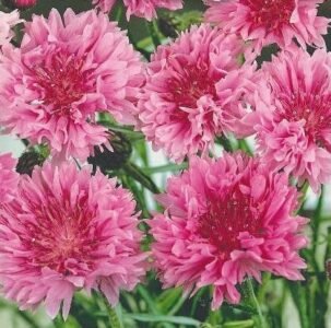 Rose Shade Cornflower Seeds
