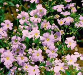 Rosea Baby's Breath Seeds