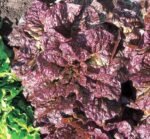 Rosela Lettuce Seeds