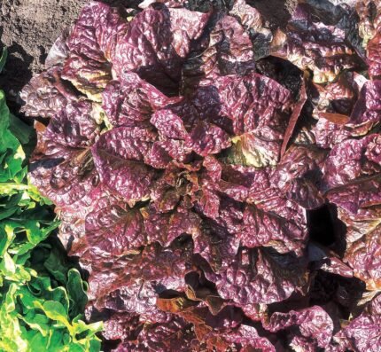 Rosela Lettuce Seeds