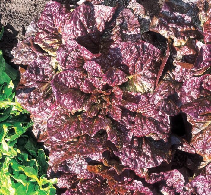 Rosela Lettuce Seeds