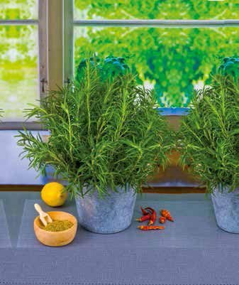 Rosemary Seeds