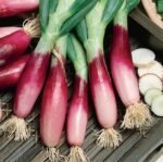 Rossa Lunga Di Firenze Onion Seeds