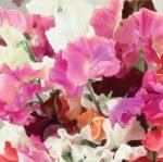Royal Family Sweet Pea Seeds