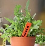 Rucola Organic Rocket Salad Seeds