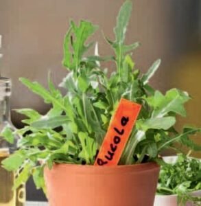 Rucola Organic Rocket Salad Seeds