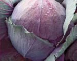 Rufus Red Cabbage Seeds