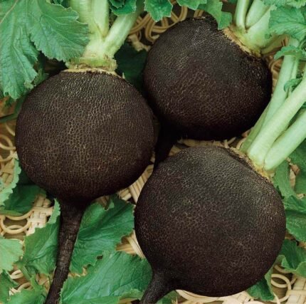 Runder Swarzer Winter Radish Seeds