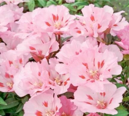 Ruzova Gondetia Azalea Seeds