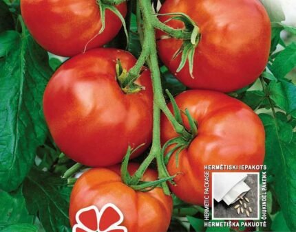Saint Pierre Tomato Seeds