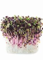 Sango Radish Micro Greens Seeds