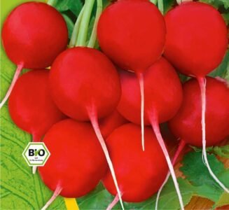 Saxa 2 Organic Radish Seeds