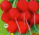 Saxa 2 Organic Radish Seeds