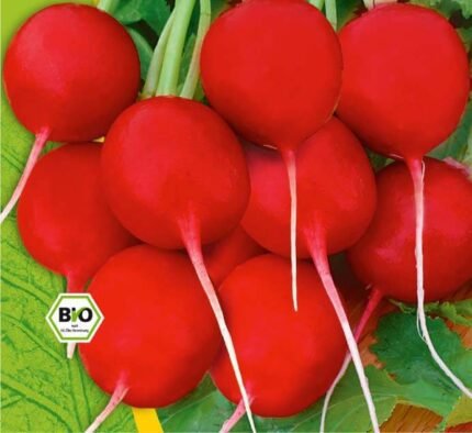 Saxa 2 Organic Radish Seeds