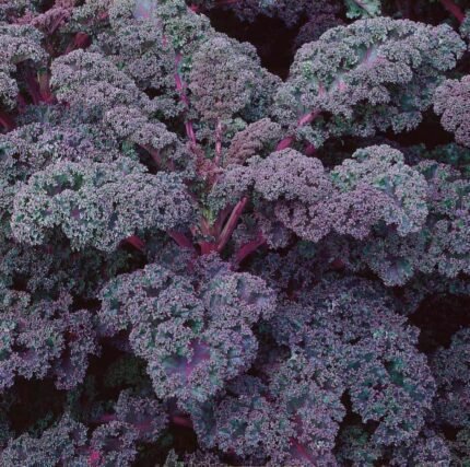 Scarlet Curly Kale Seeds