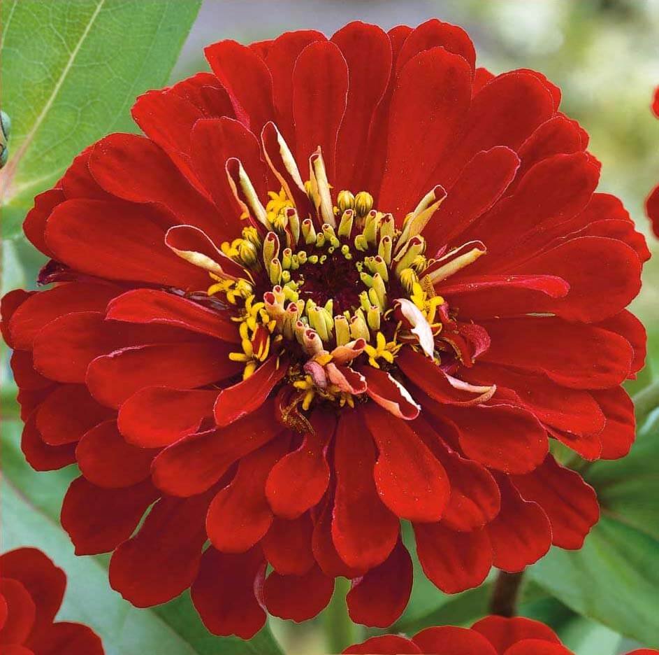 Scarlet Flame Zinnia Seeds Scarlet Flame Zinnia Seeds