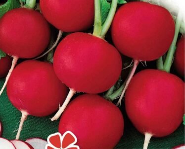 Scarlet Globe Radish Seeds