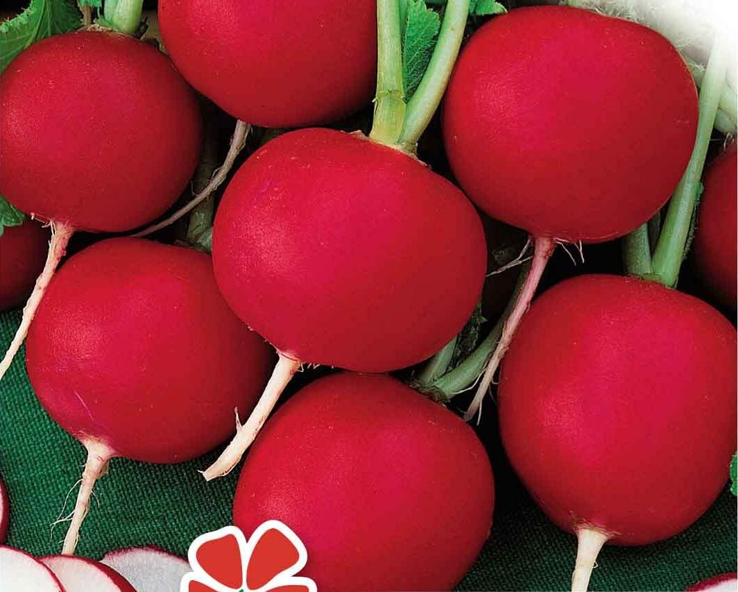 Scarlet Globe Radish Seeds Scarlet Globe Radish Seeds