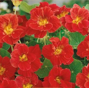 Scarlet Jewel Dwarf Nasturtium Flower Seeds