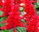 Scarlet Piccolo Scarlet Sage Flower Seeds