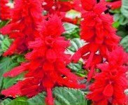 Scarlet Piccolo Scarlet Sage Flower Seeds