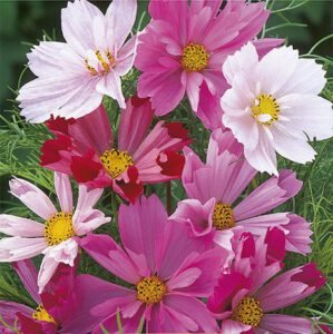 Sea Shells Garden Cosmos Seeds