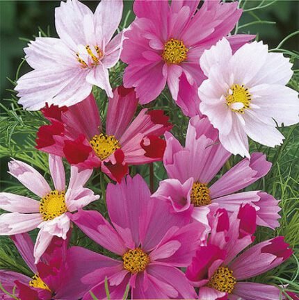 Sea Shells Garden Cosmos Seeds