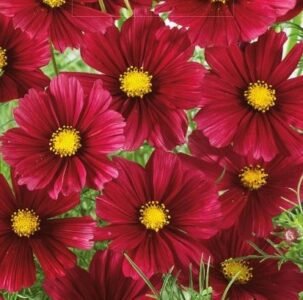 Sensation Carmine Garden Cosmos Seeds