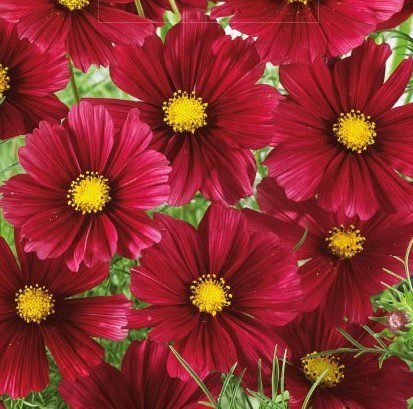 Sensation Carmine Garden Cosmos Seeds