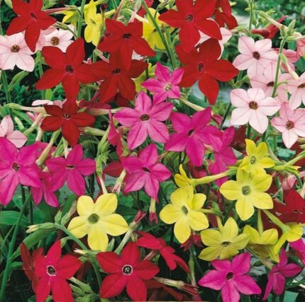Sensation Ornamental Tobacco Seeds