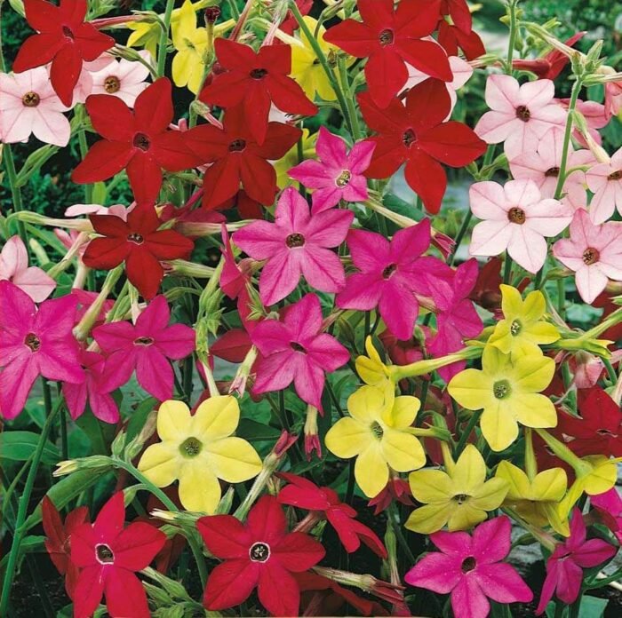 Sensation Ornamental Tobacco Seeds