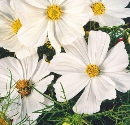 Sensation White Garden Cosmos Seeds