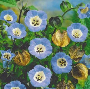 Shoo Fly Plant Seeds